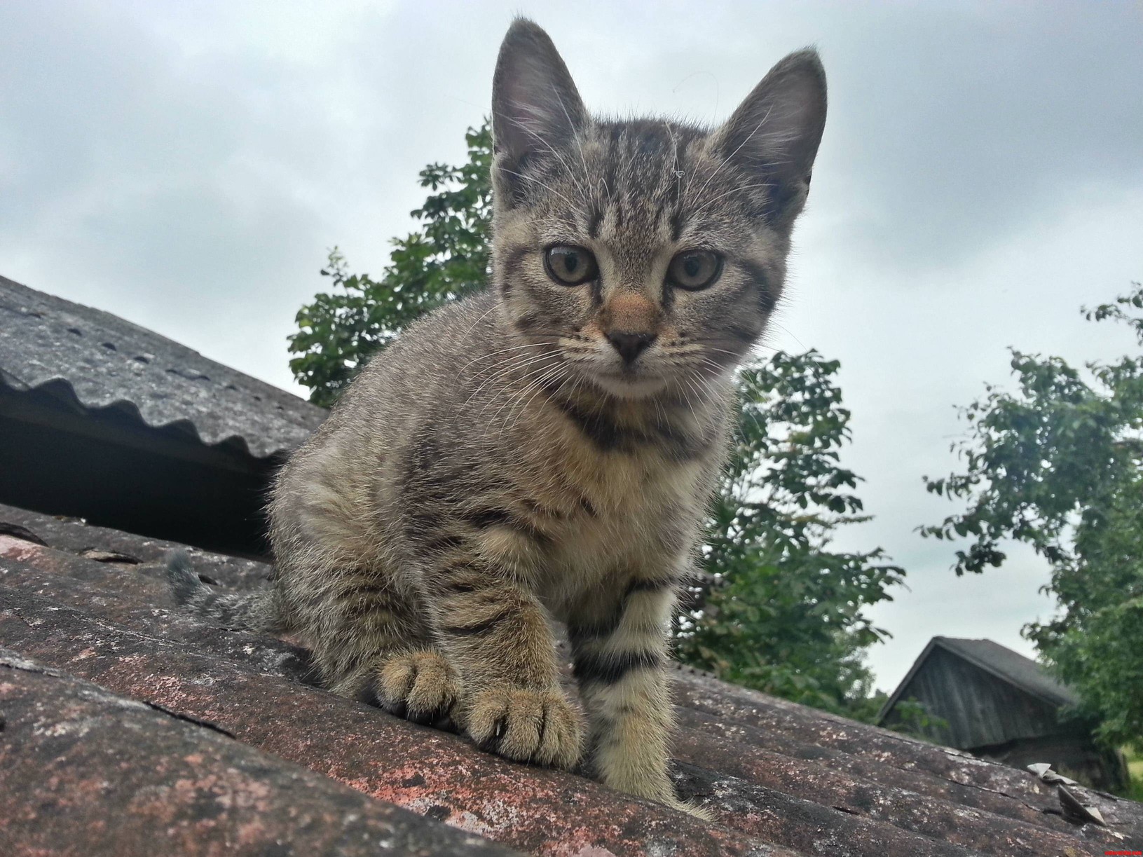 Kitten On The Roof