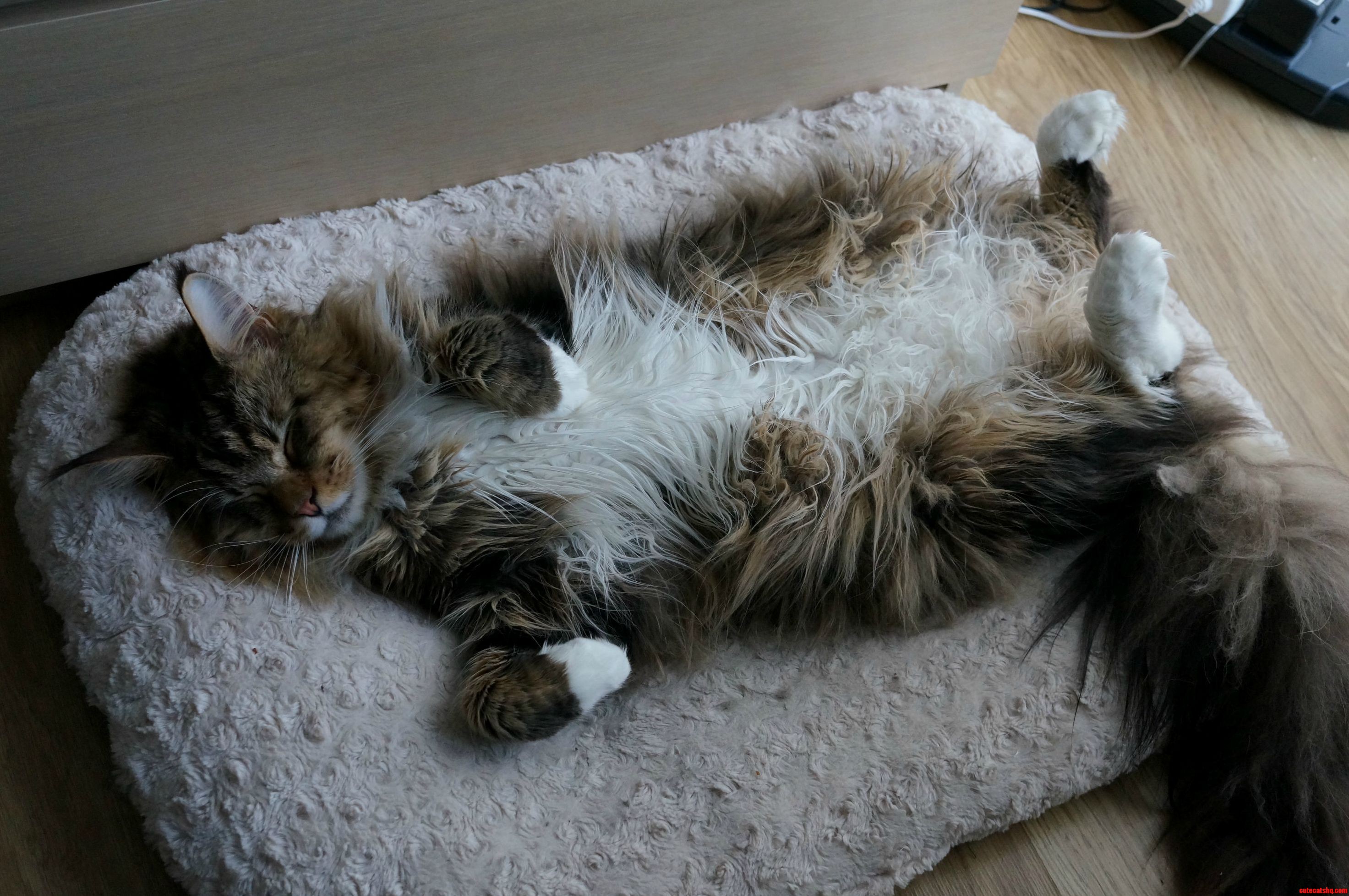 Leon Maine Coon Really Likes To Sleep On His Back. He Doesnt Share The Bed.