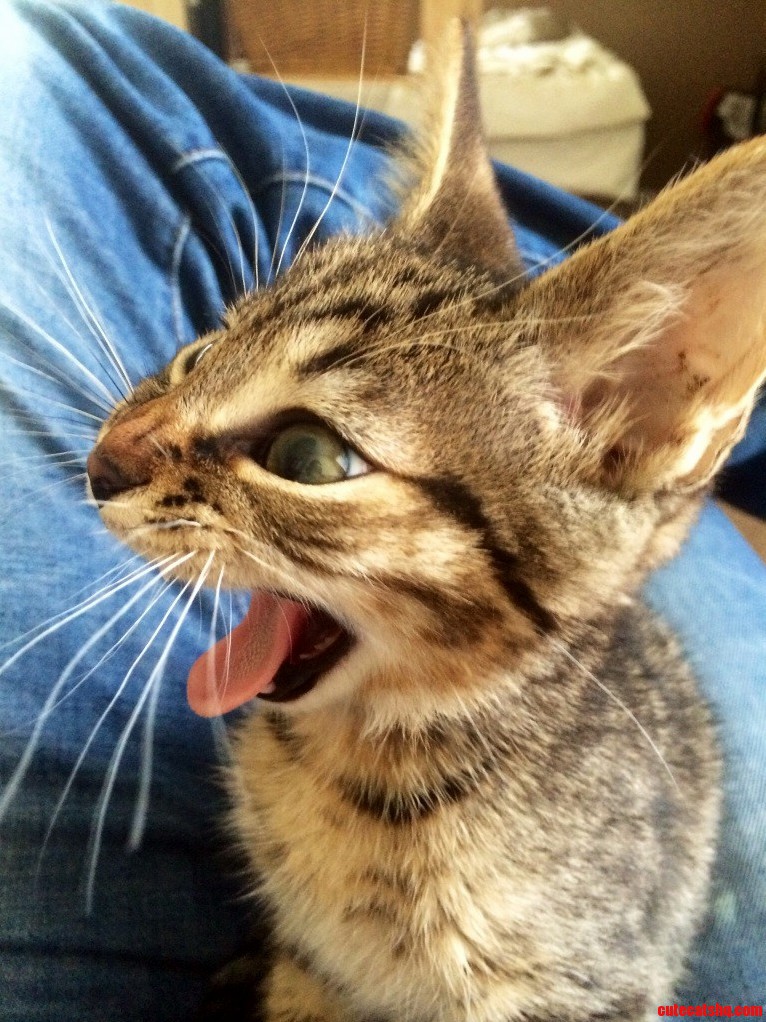 Little Kitty Big Yawn