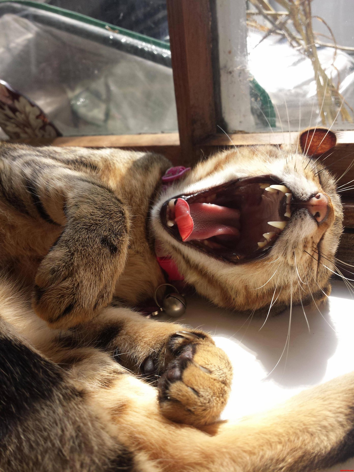 Lucky Shot Of Leeloo Yawning