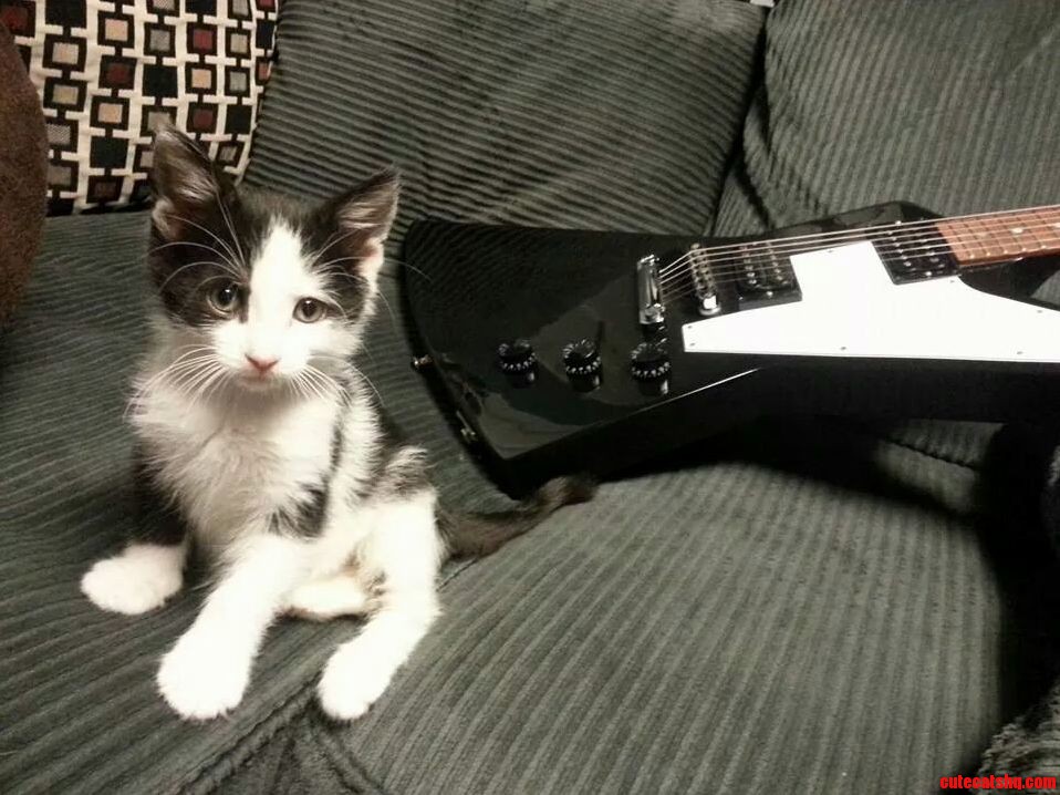 Meet Our New Kitten Gibson