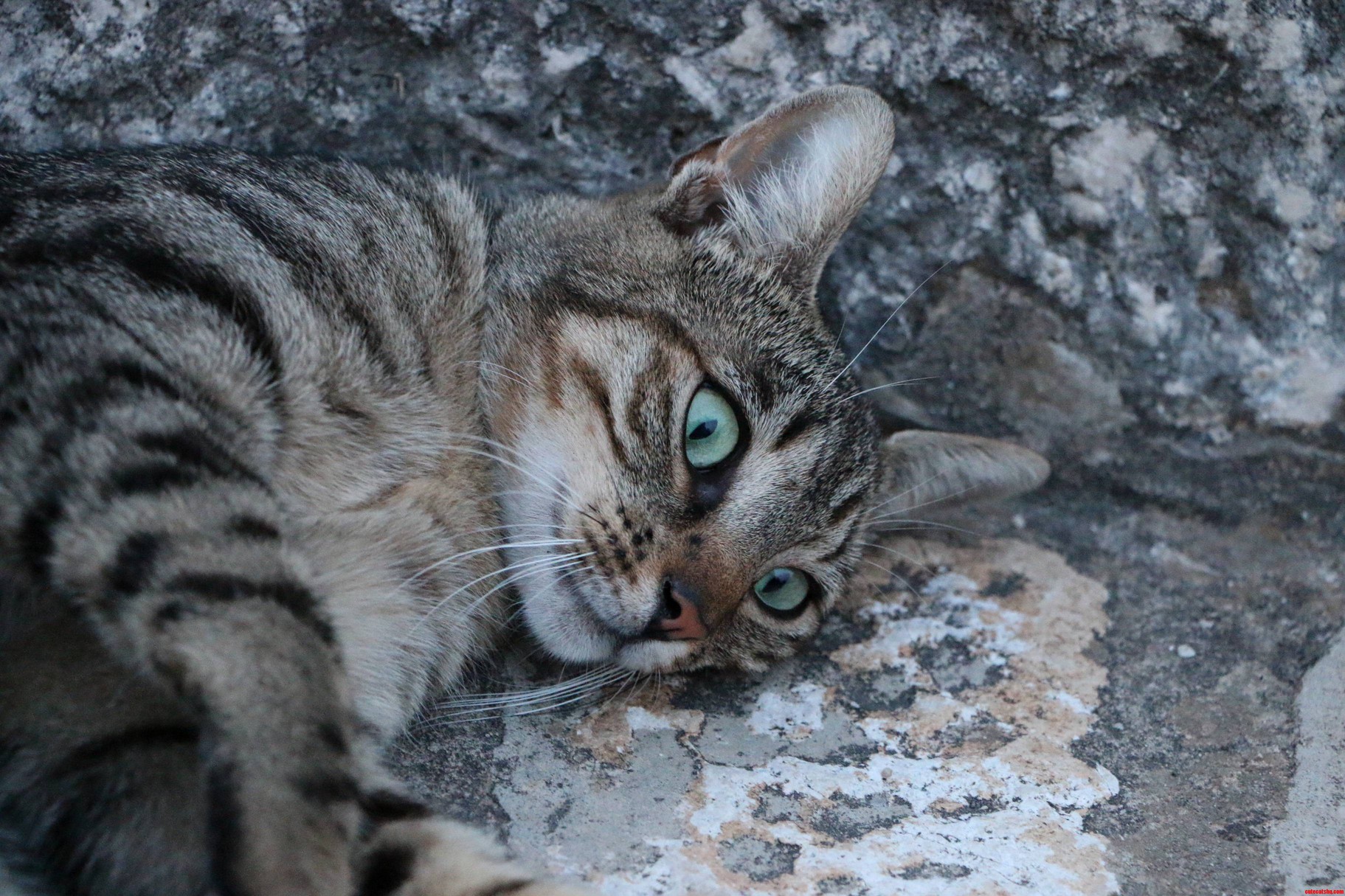 Met This Green-Eyed In Dubrovnik Croatia