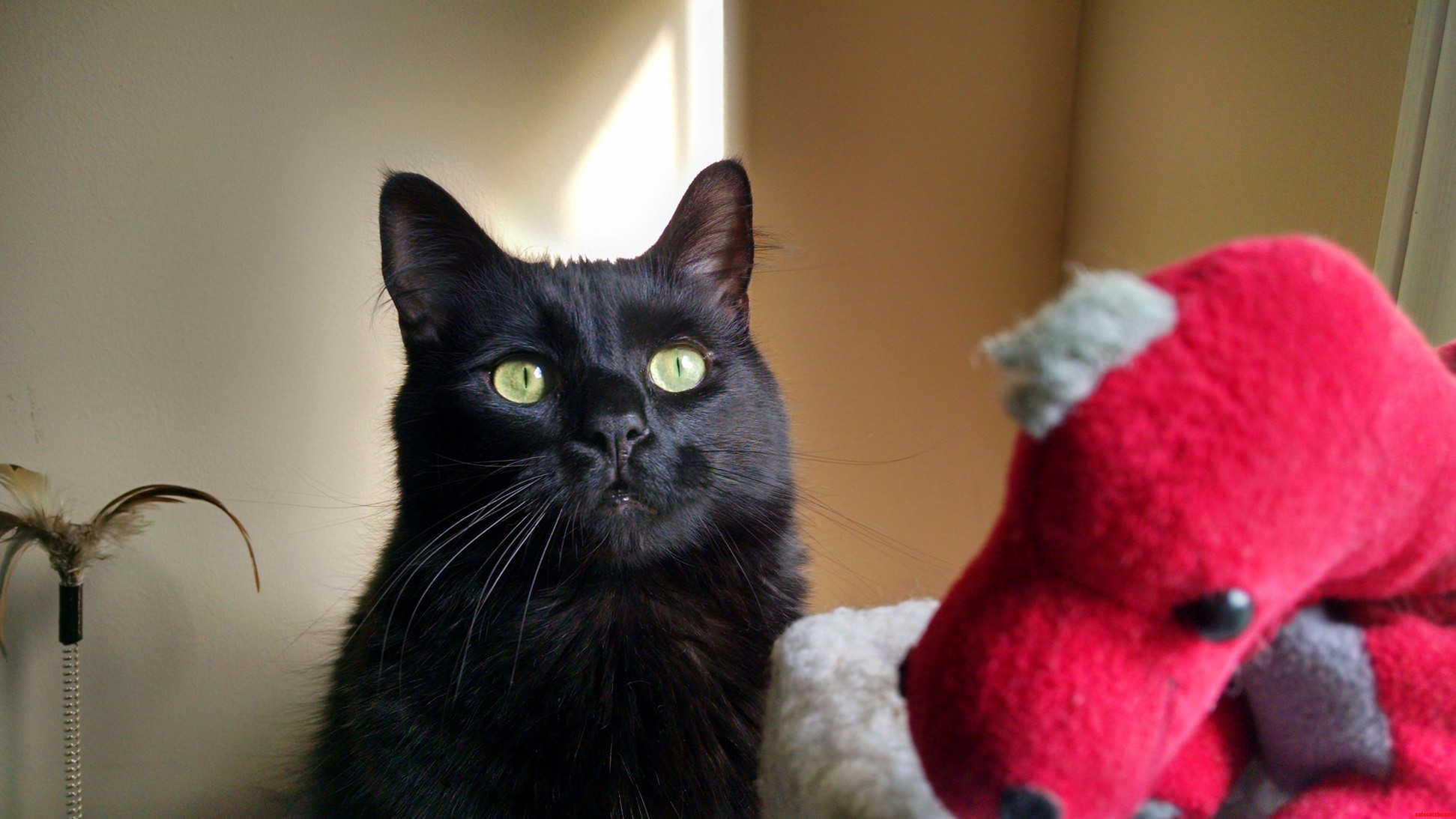 My Black Cat And His Favorite Toy Dragon.