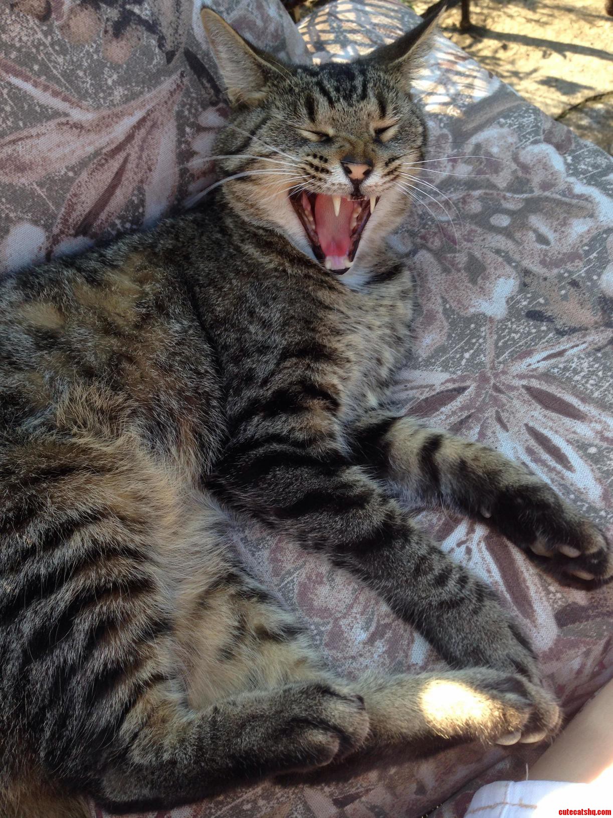 My Boyfriends Cat Has A Ferocious Yawn