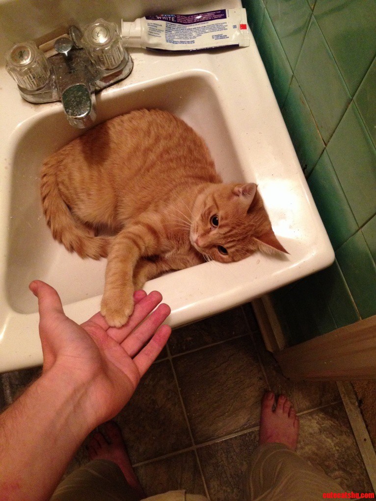 My Cat Also Like To Get Comfortable In The Sink. He Ll Give You Five Too.