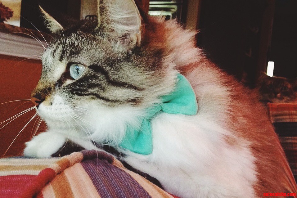 My Cat Ft. A Bow Collar