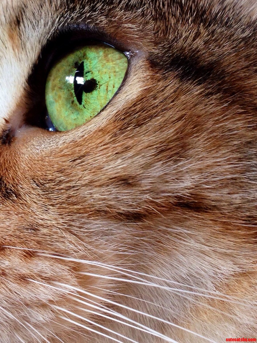 My Cat Has A Brown Spot On Her Otherwise Green Eye.