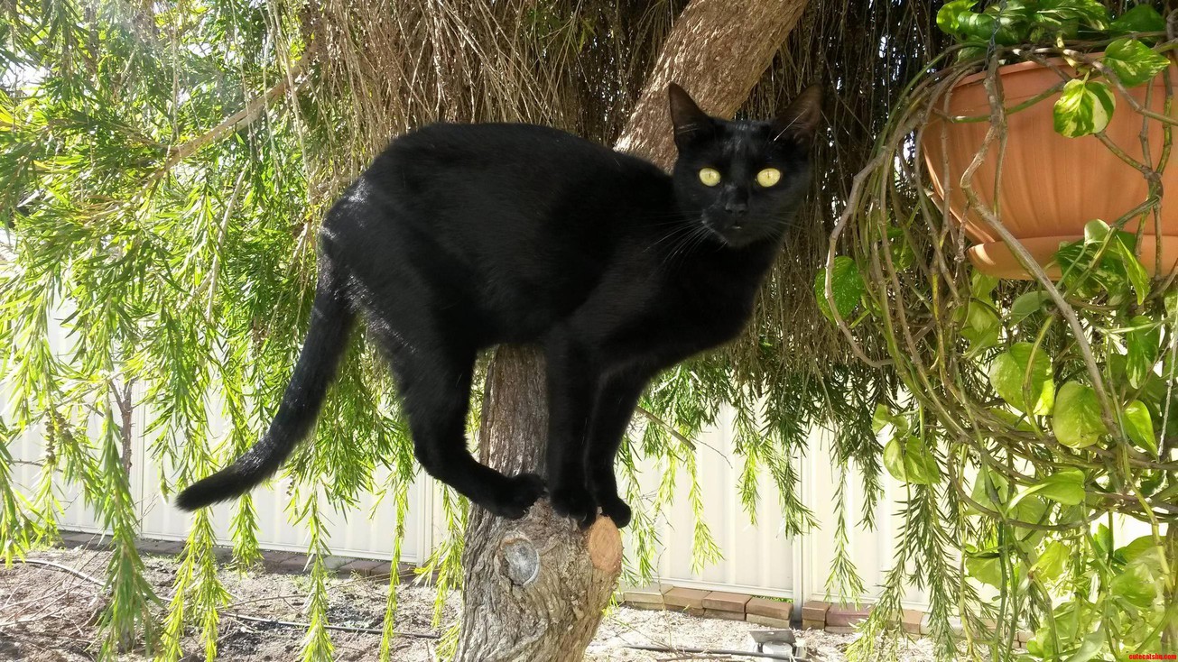 My Cat Loves Climbing Trees