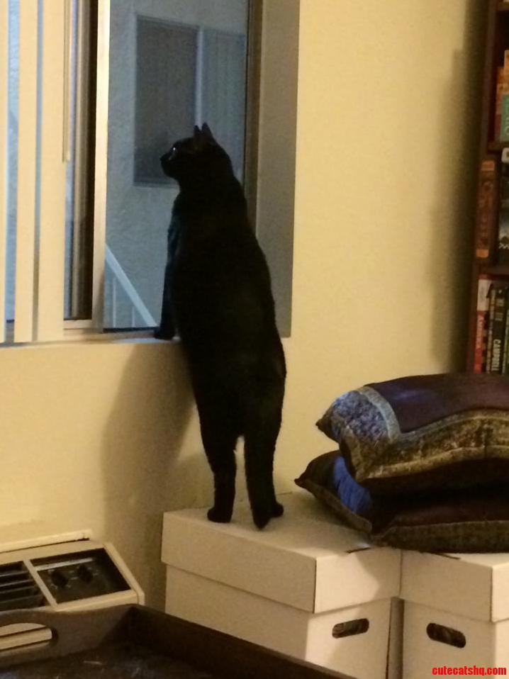 My Cat Stares At The Neighbors As They Go Upstairs.