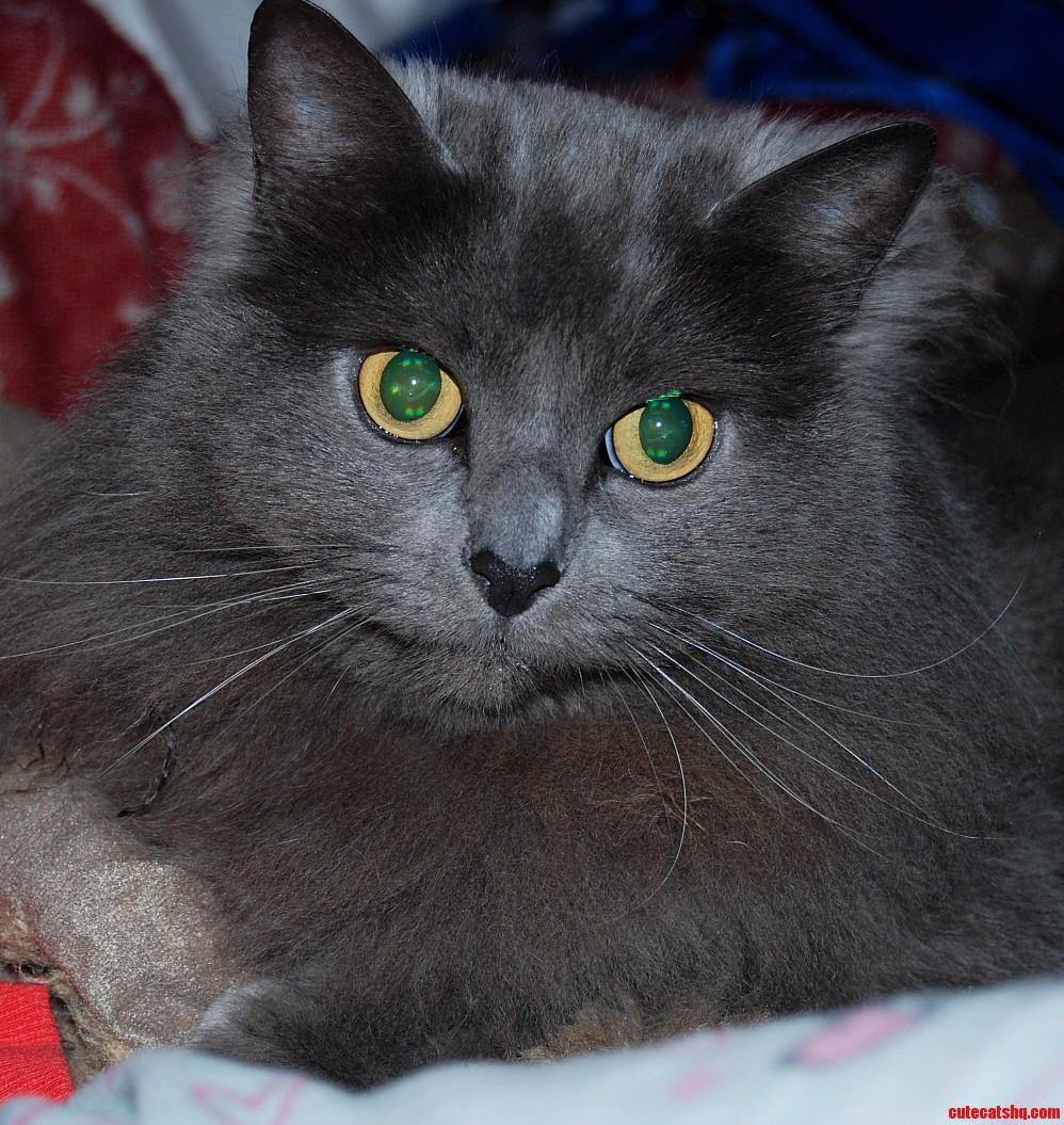 My Cat Willow. She Has Beautiful Opal Eyes