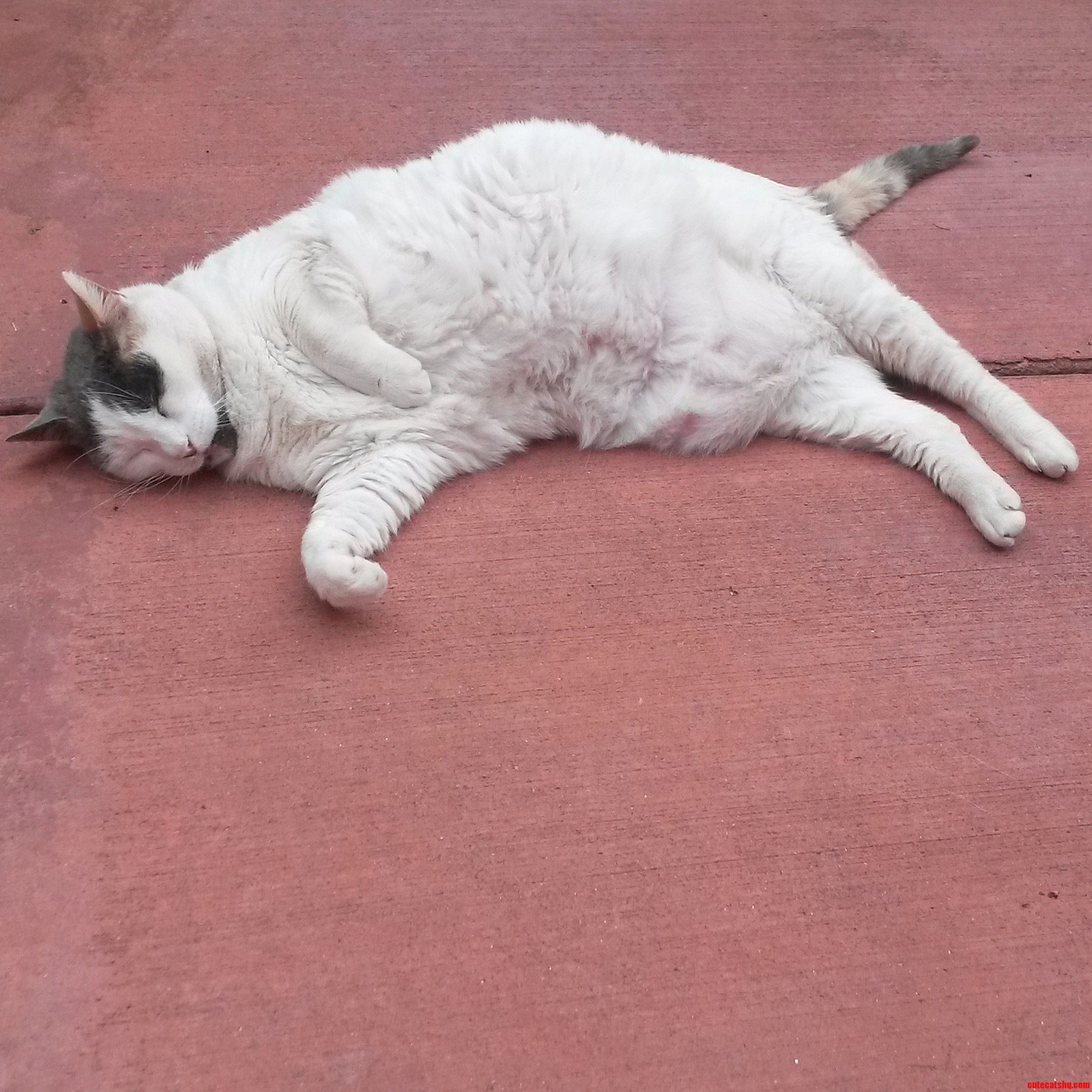 My Good Friends Obese Cat