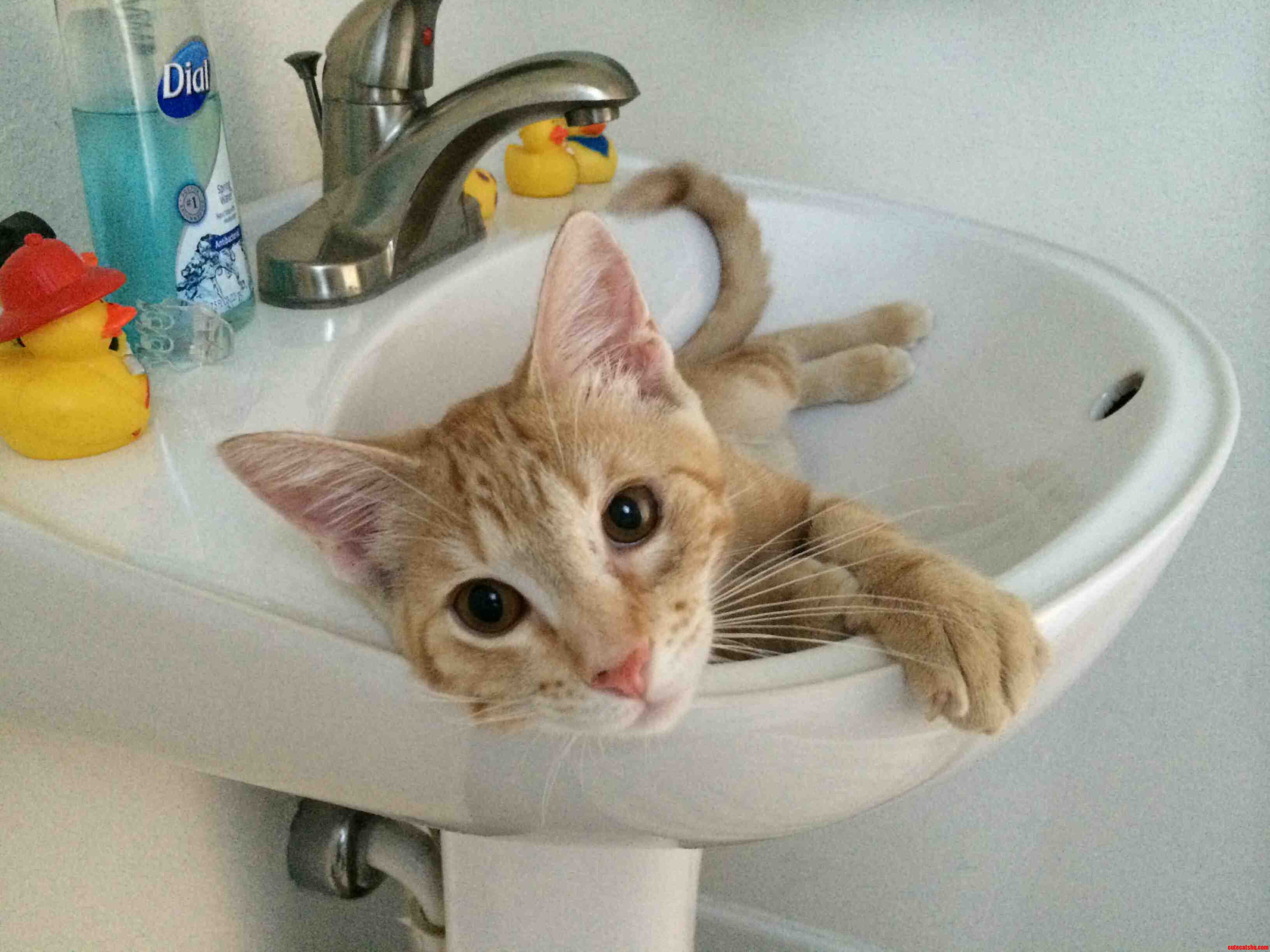 My Kitten Just Discovered The Sink