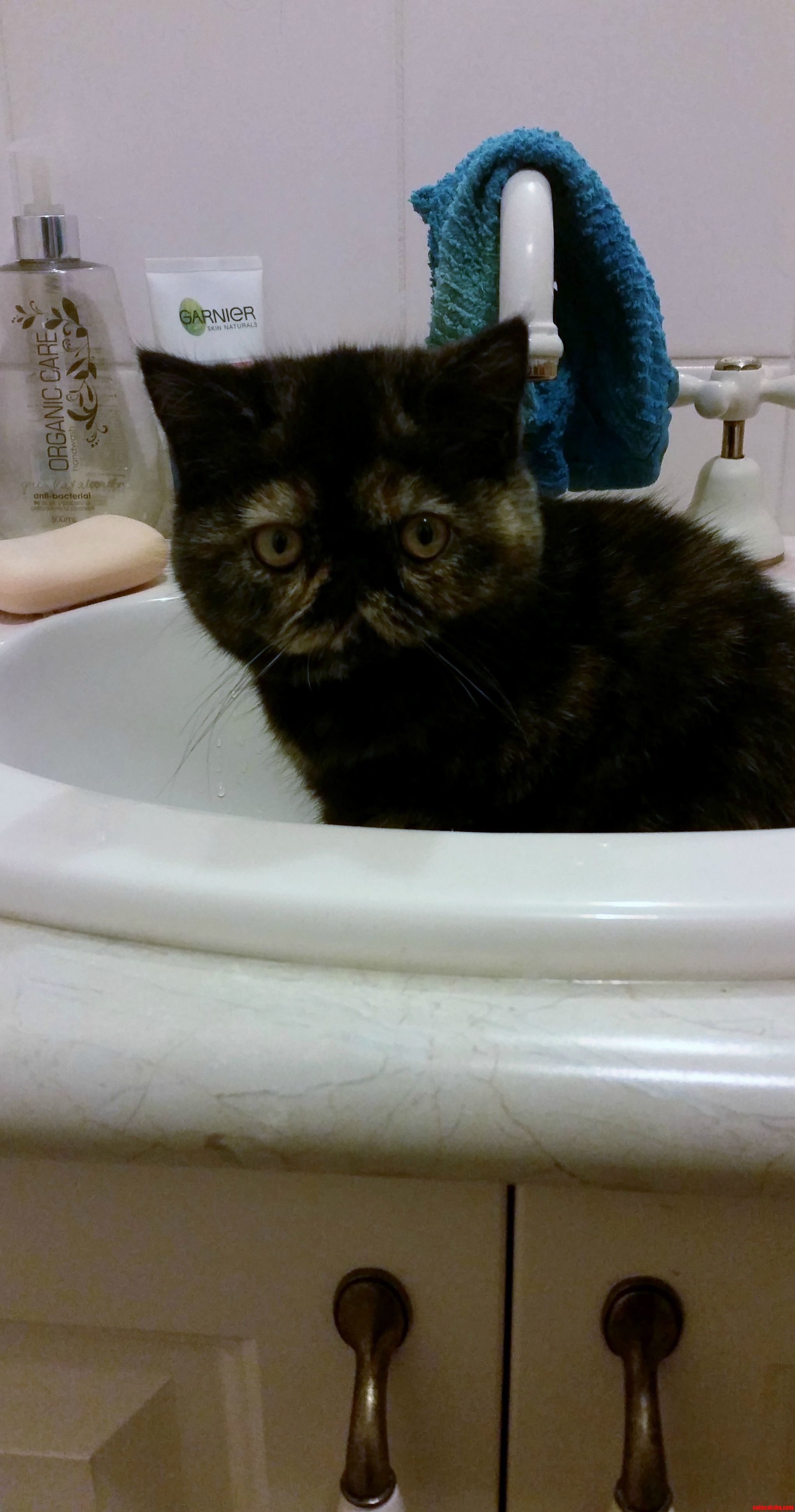My Kitten Likes Sinks