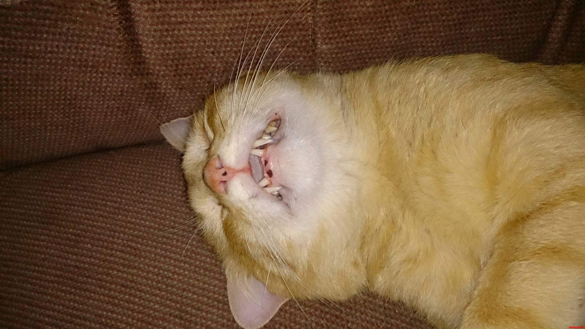 My New Cat Passes Out And Always Has This Stupid Look On His Face.