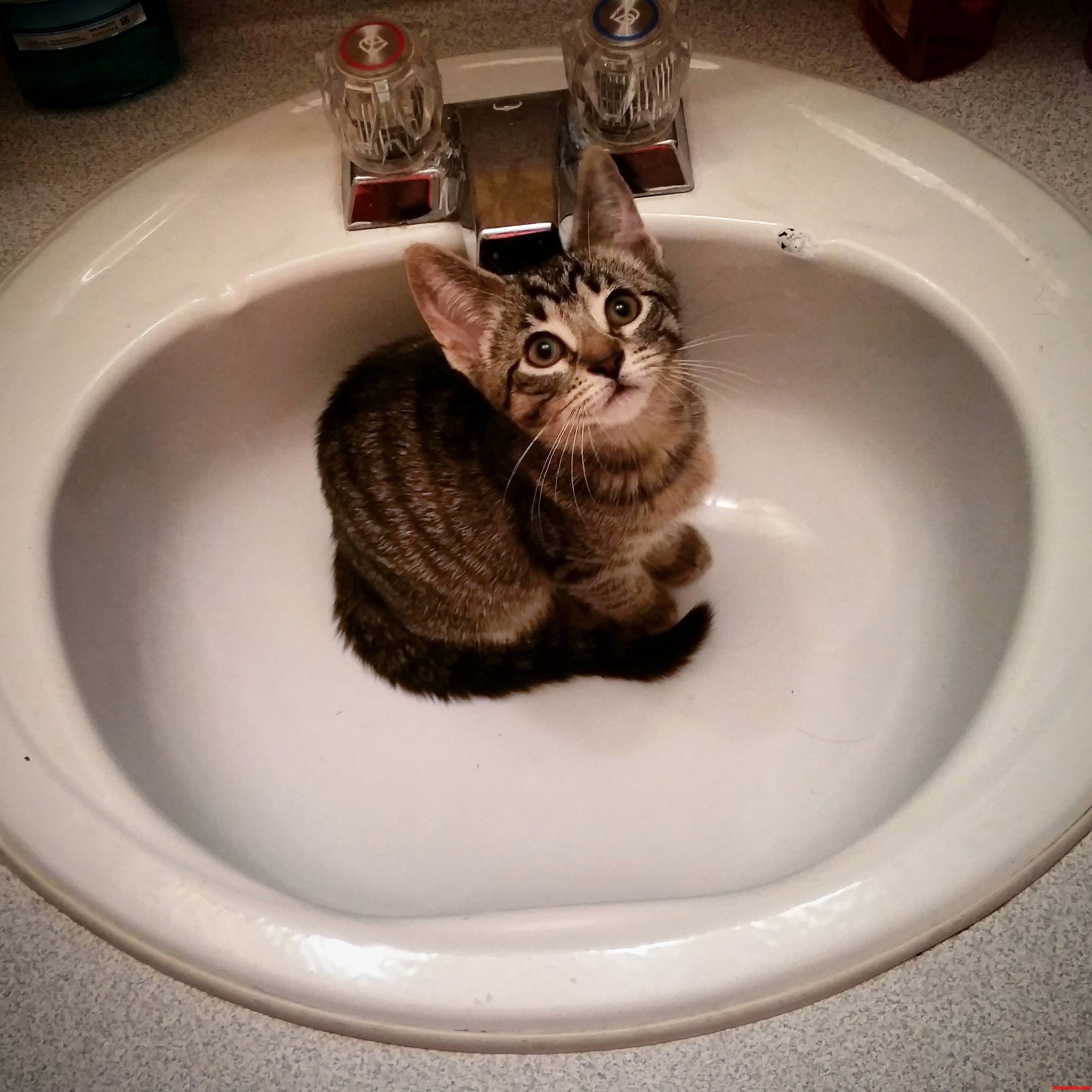My One Kitty Lila Also Enjoys Sinks.