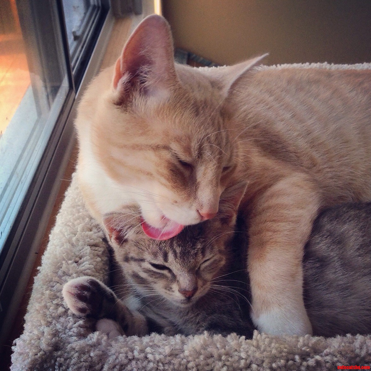 My Parents Rescued A Kitten. These Two Are Best Friends Now.