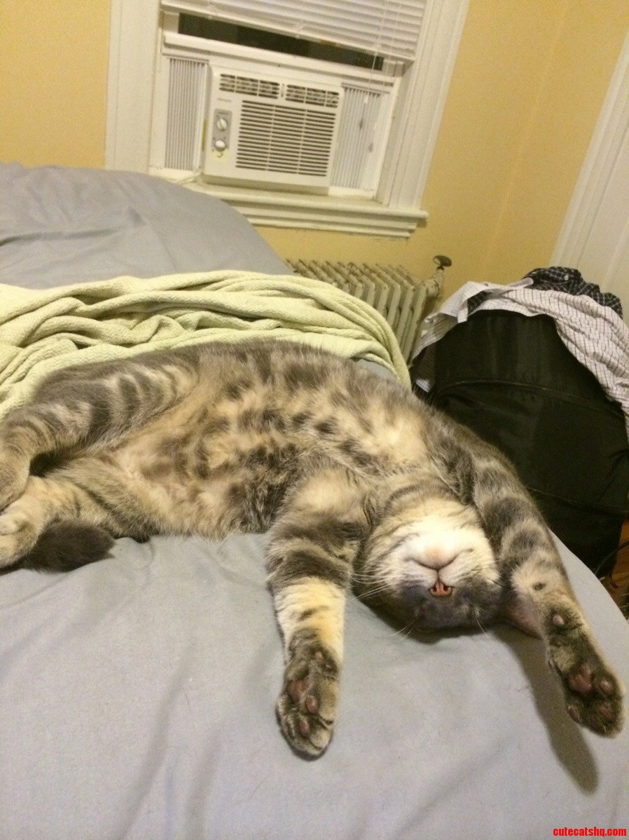 One Of Many Sleeping Positions For My Best Feline Buddy Rickon