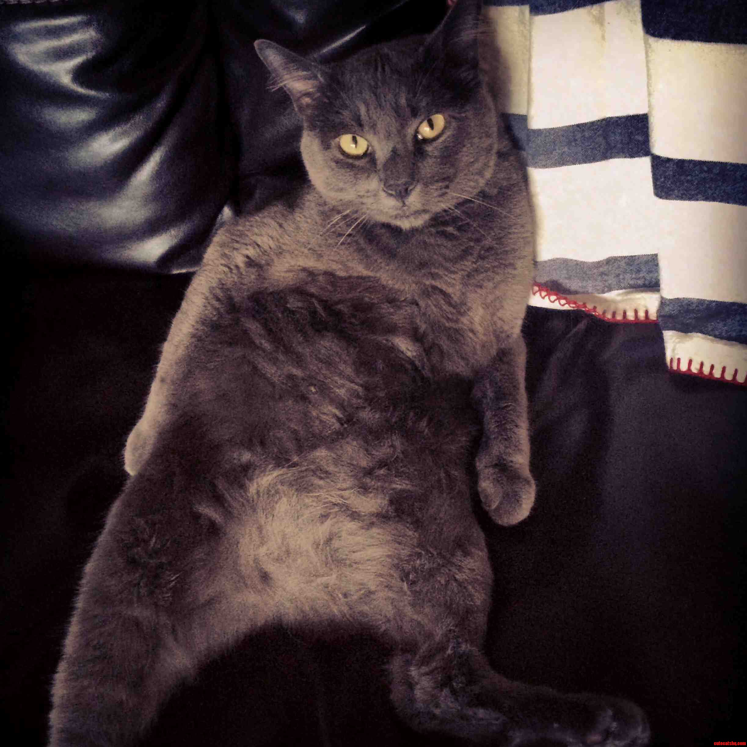 Paint Me Like One Of Your French Kitties