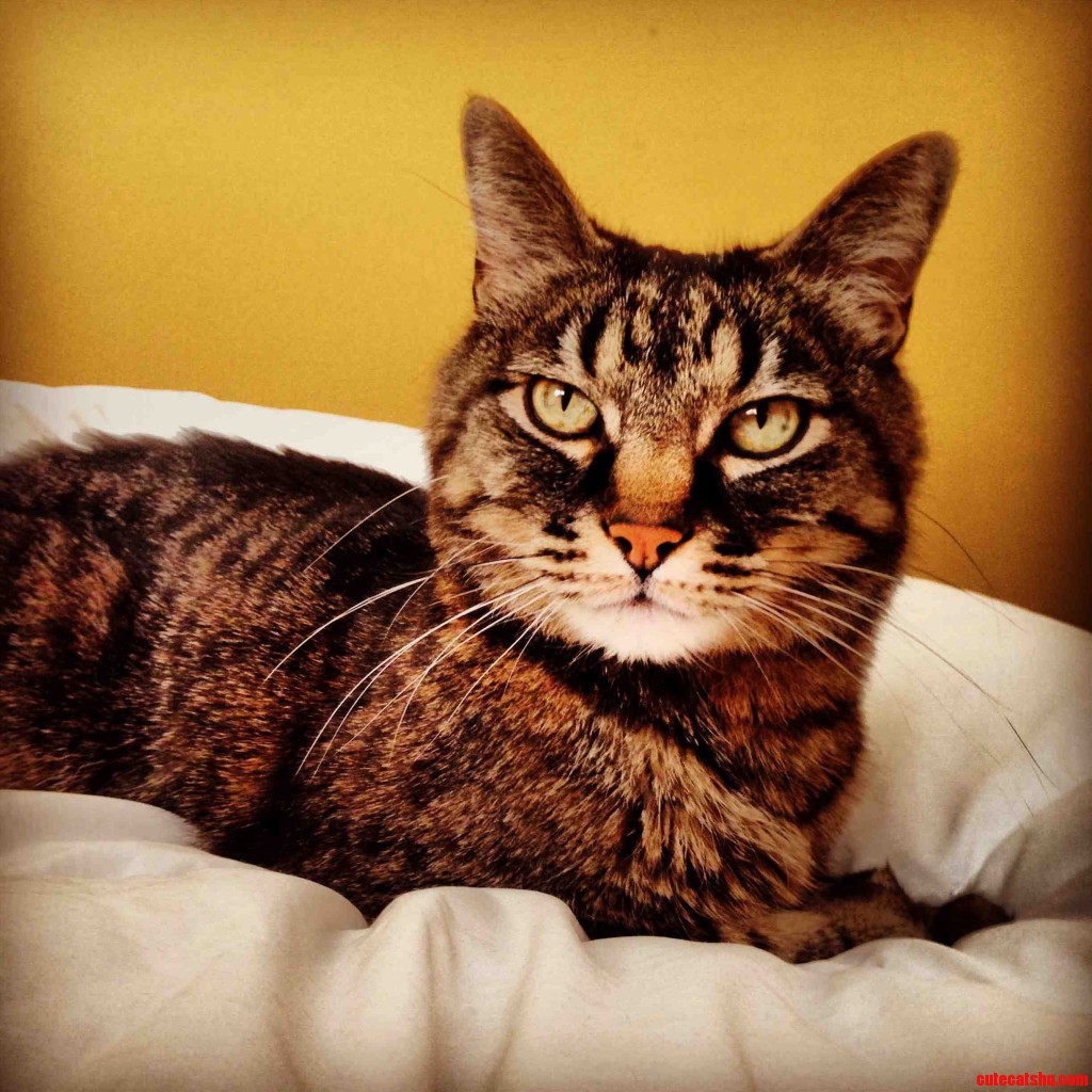 My sweet kitty waking up from her nap today Cute cats HQ Pictures