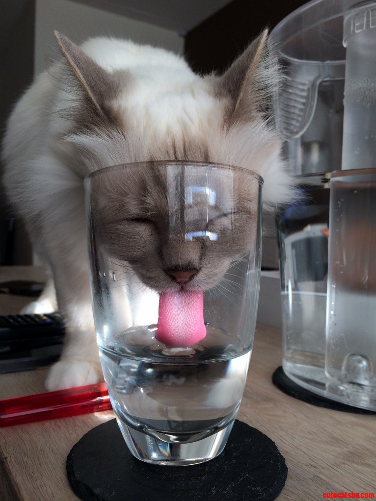 Perfect Timing Of My Cat Drinking