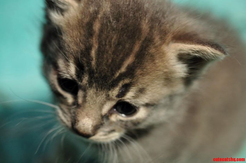 Prince Gumdrop As A Fluffy Kitten