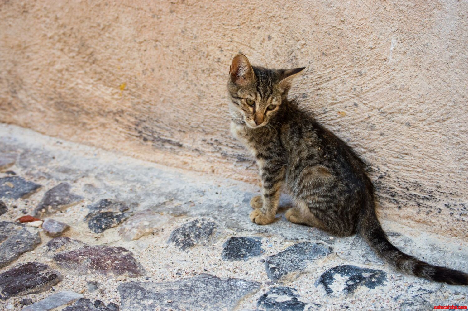 Santorini Cat