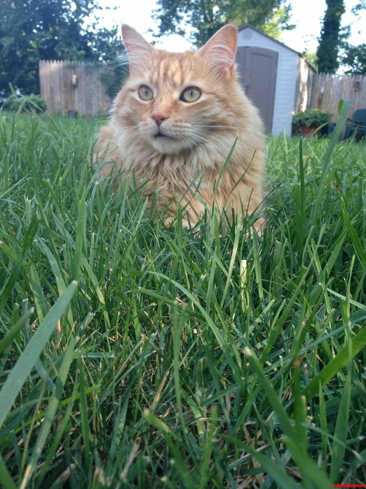 Seamus Likes Laying In Grass.