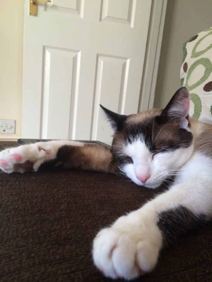 My Cat Is So Freaking Lazy He Wont Even Stand Up To Eat. Cute cats HQ