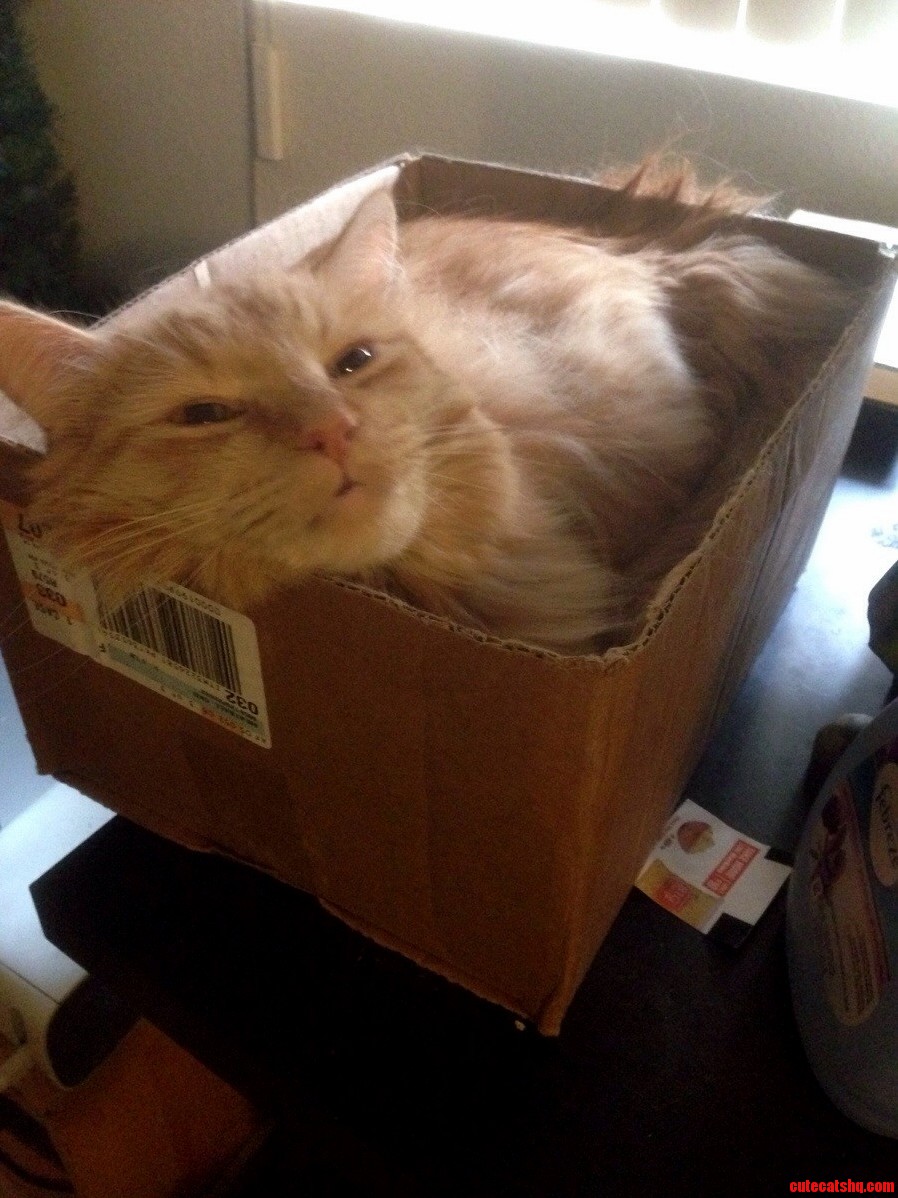 Snug Like A Cat In A Box