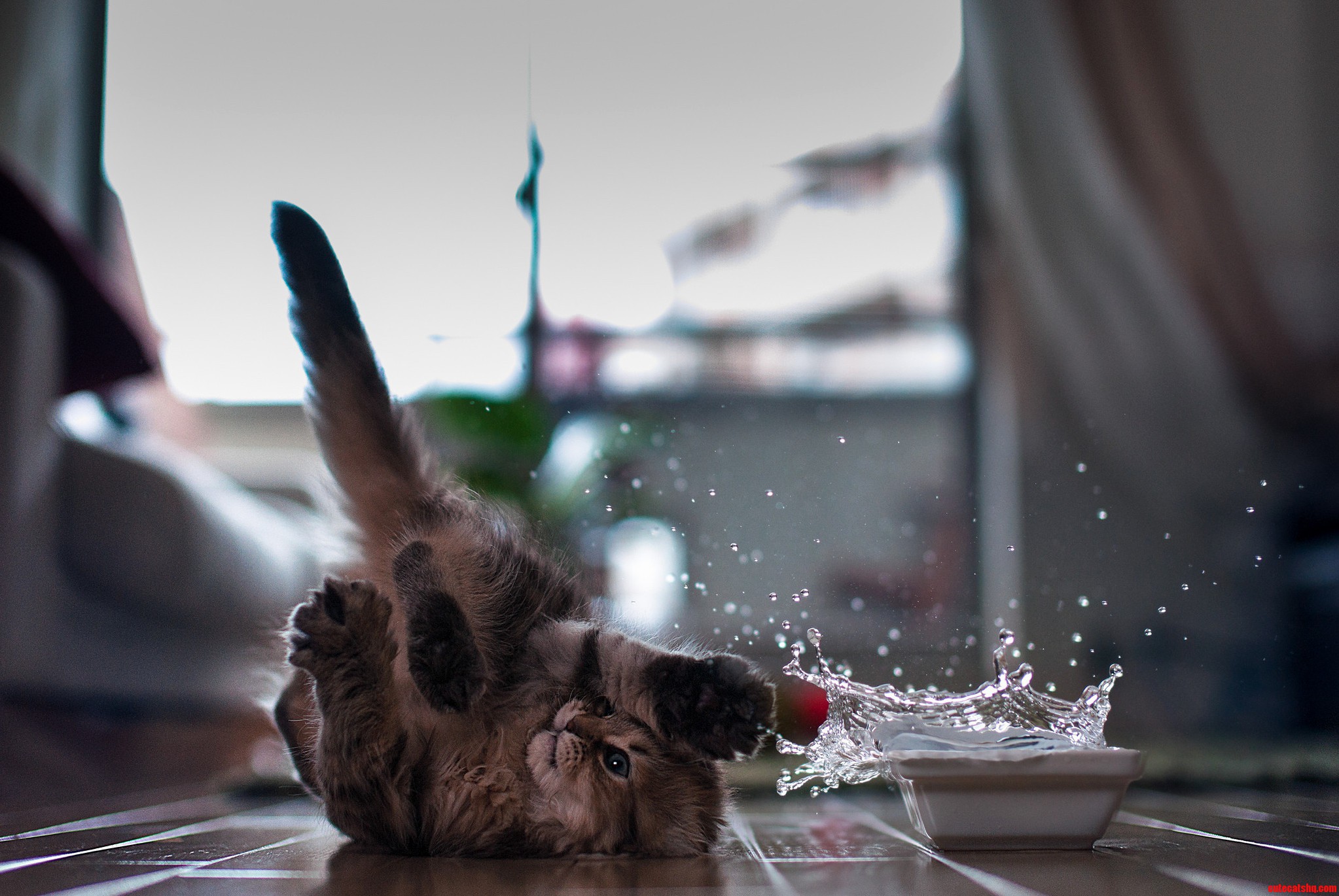 Splash Splash…Cats And Water