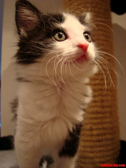 Them Whiskers.
