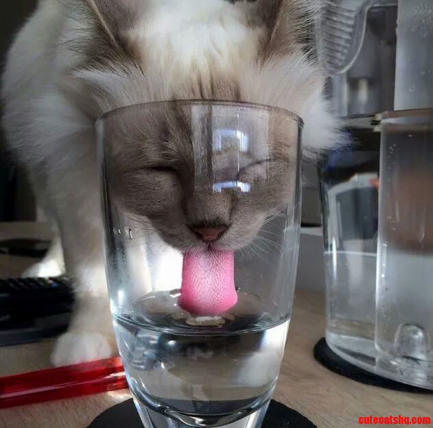 Thirsty Kitty Cat
