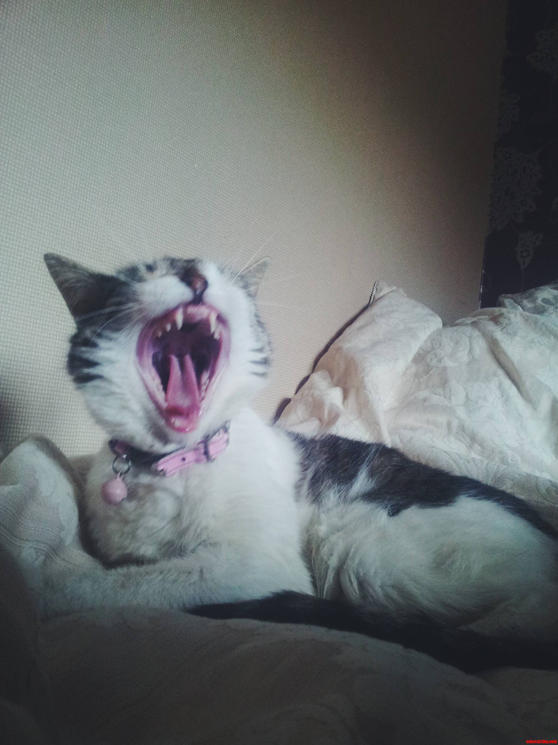 This Is Lily. Half Cat Half Vampire.