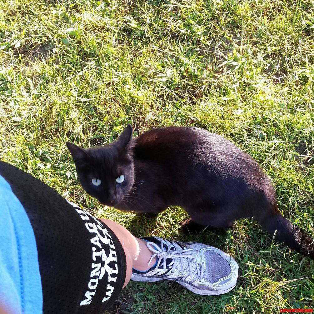 This Is Toothless I See Every Morning When I Run. Not Sure If He Is A Stray.
