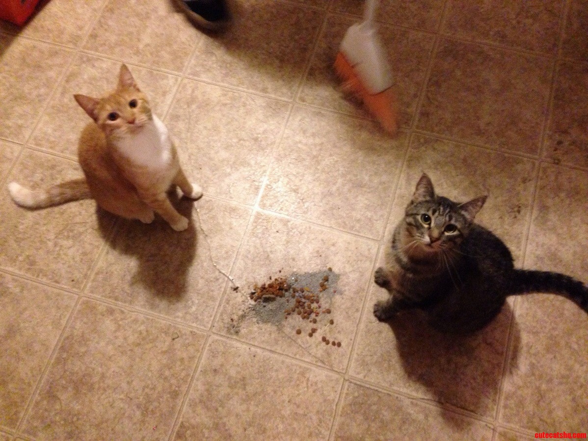 We Like To Make Messes When We Use The Litter Box