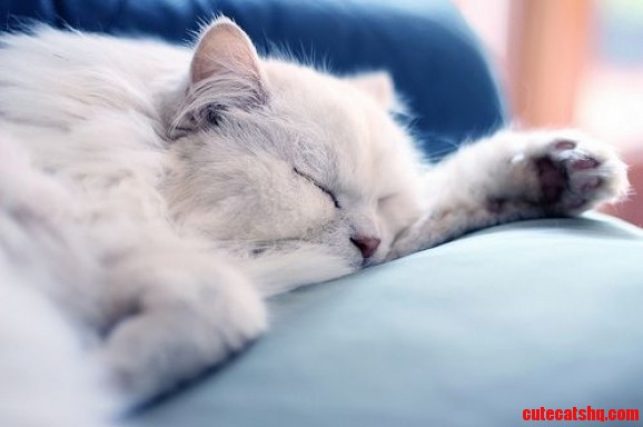White Cute Cat Nap