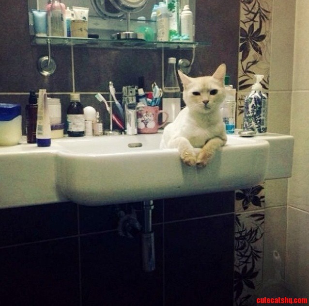 Your Cats Arent The Only Ones Who Like Sinks.