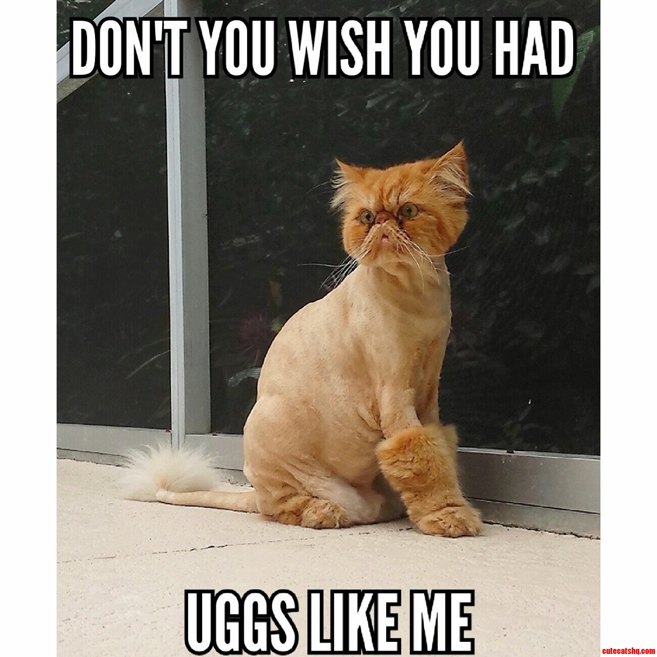 Cat Uggs