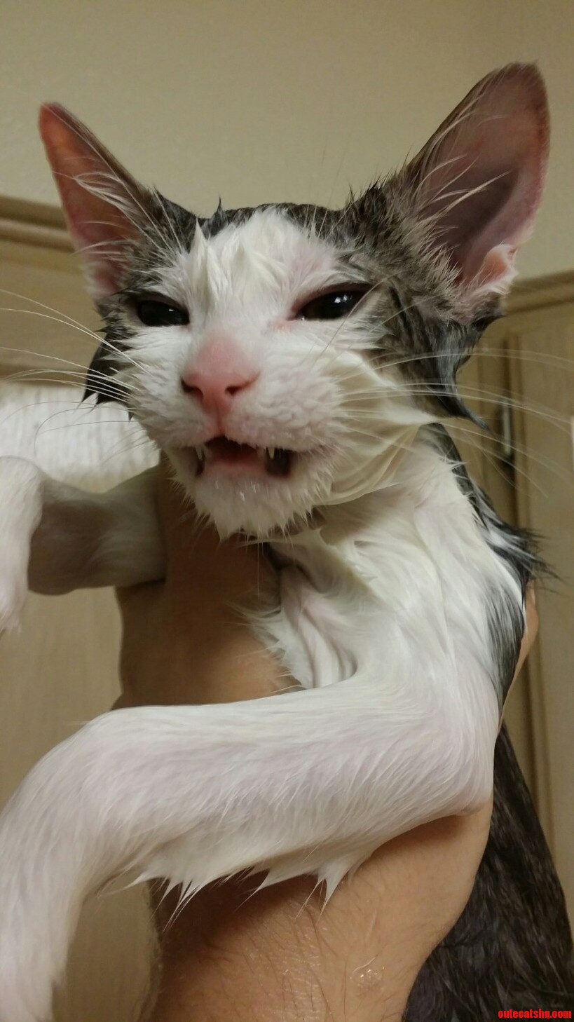 Desmo Might Be A Little Miffed About Bath Time…..