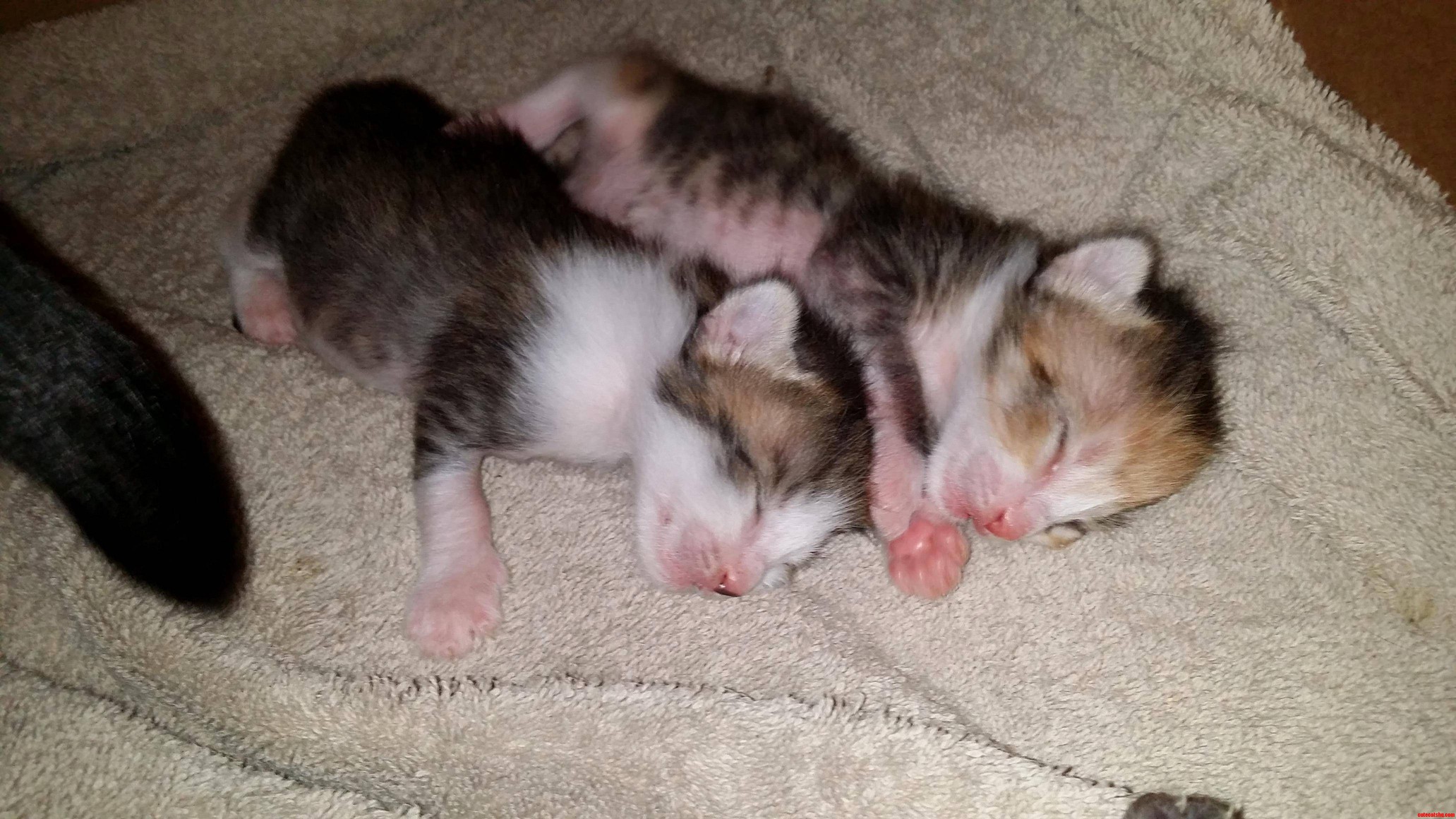 Expert Nappers. 11 Days Old
