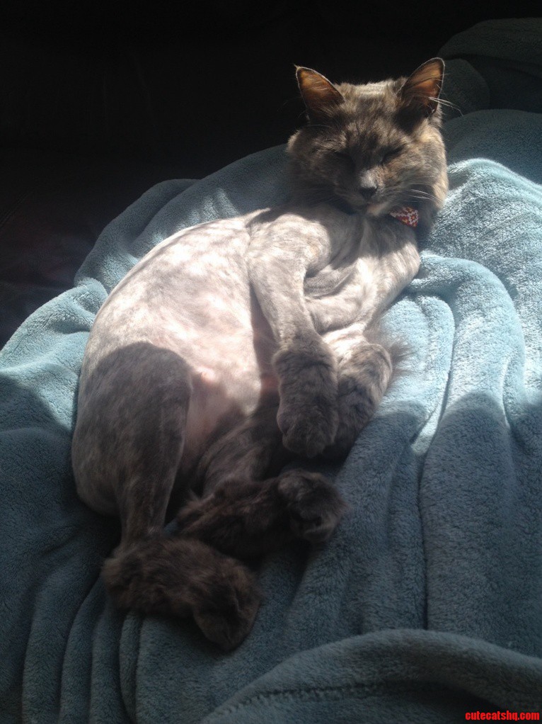 Heres My Cat With Her Summer Cut Which She Loves. Shes All Fluffed Out Again Now.