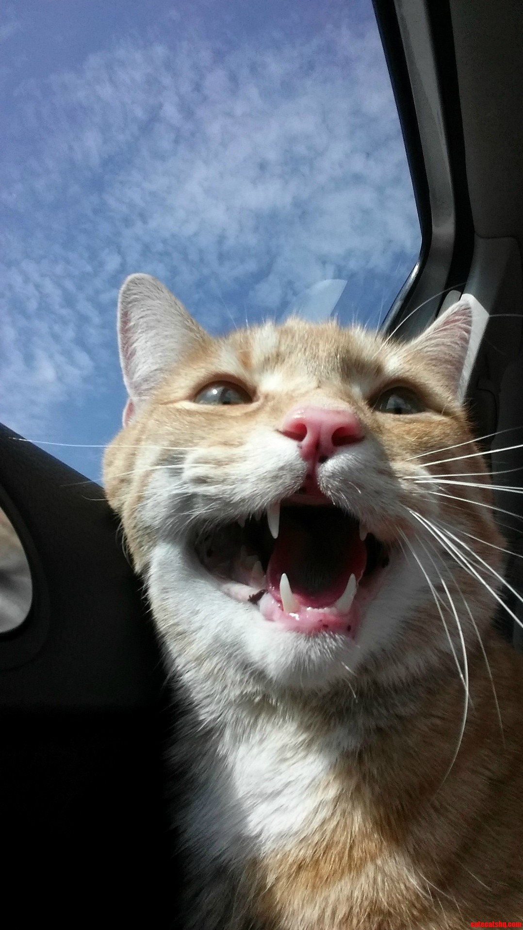 I Think Hes Enjoying The Car Ride