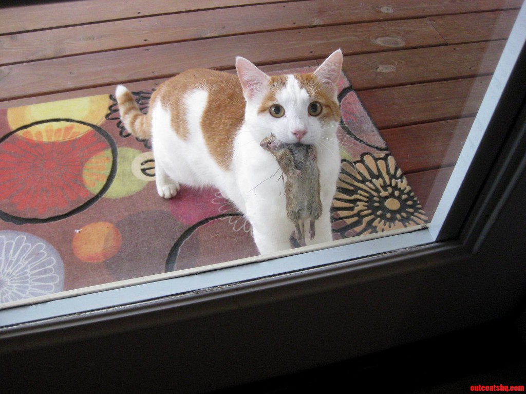 My Cat Little John. Cute cats HQ Pictures of cute cats and kittens