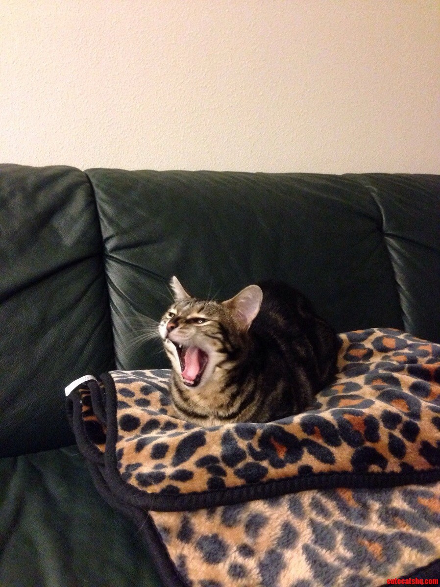 My Bengal Cat Roaring To Show Her Fearsome Wild Majesty.
