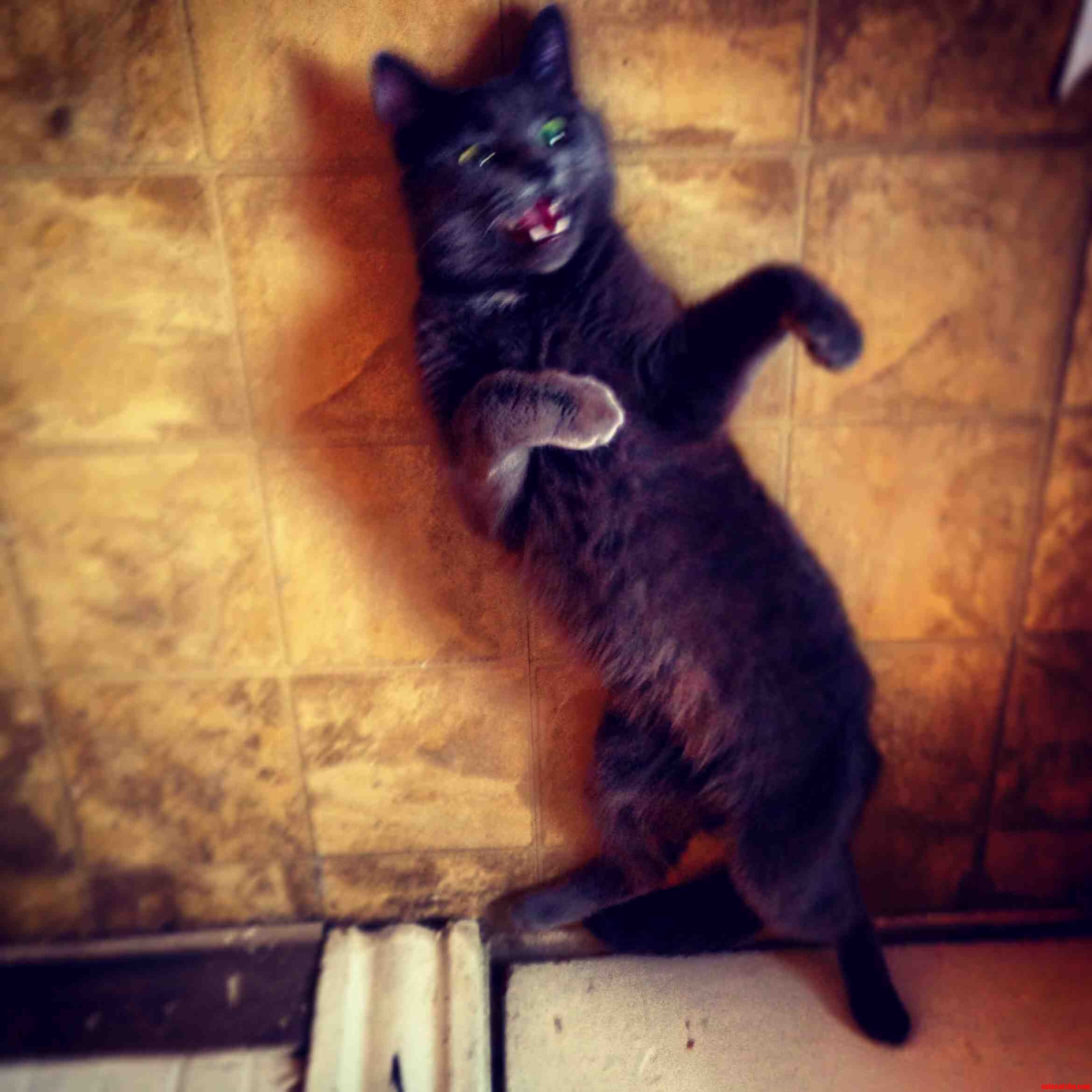 My Cat Likes To Do The Thriller