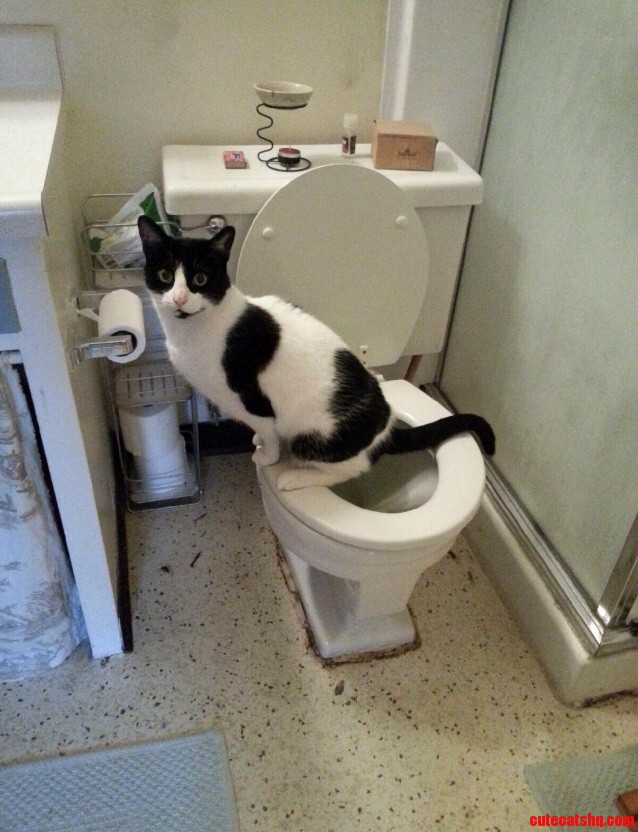 My Friends Cat Uses The Toilet Without Having Been Trained