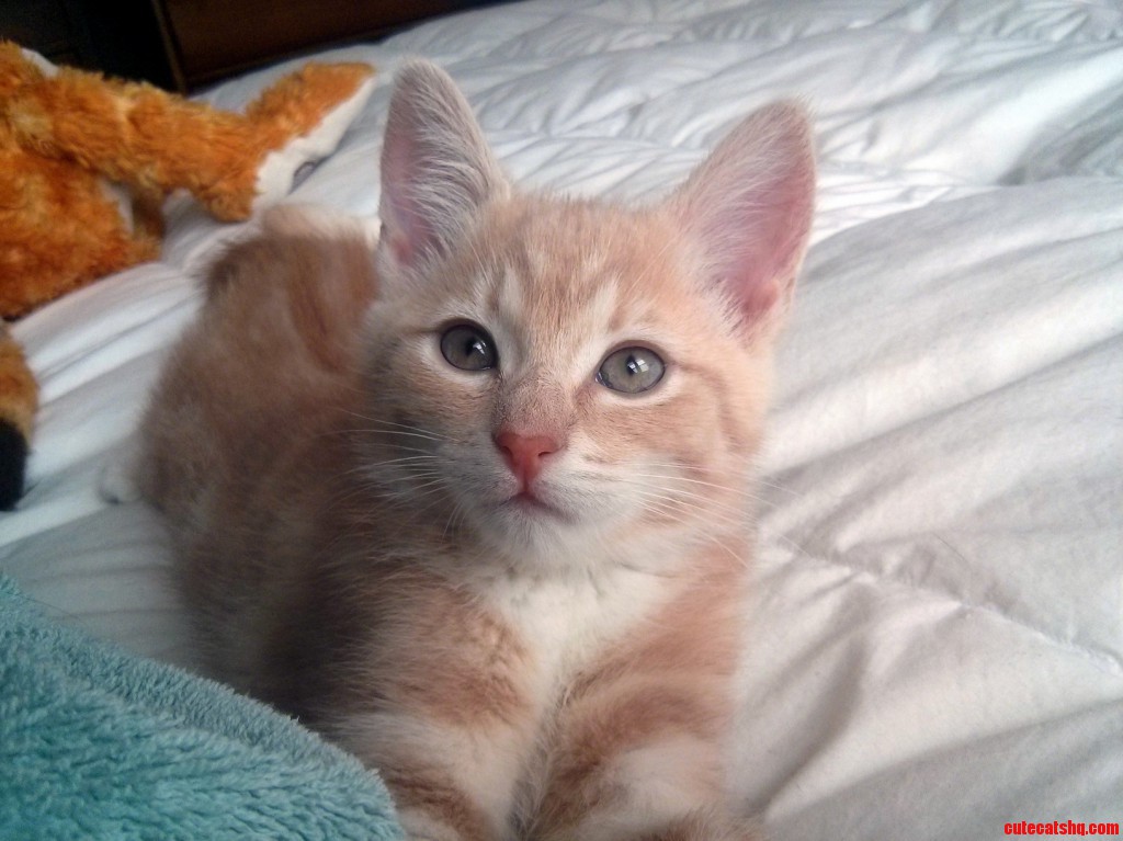 HalfBlack HalfTabby Chimera Cat Cute cats HQ Pictures of cute