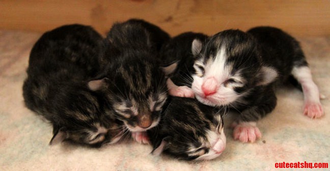 Newborn Norwegian Forest Cat Kittens