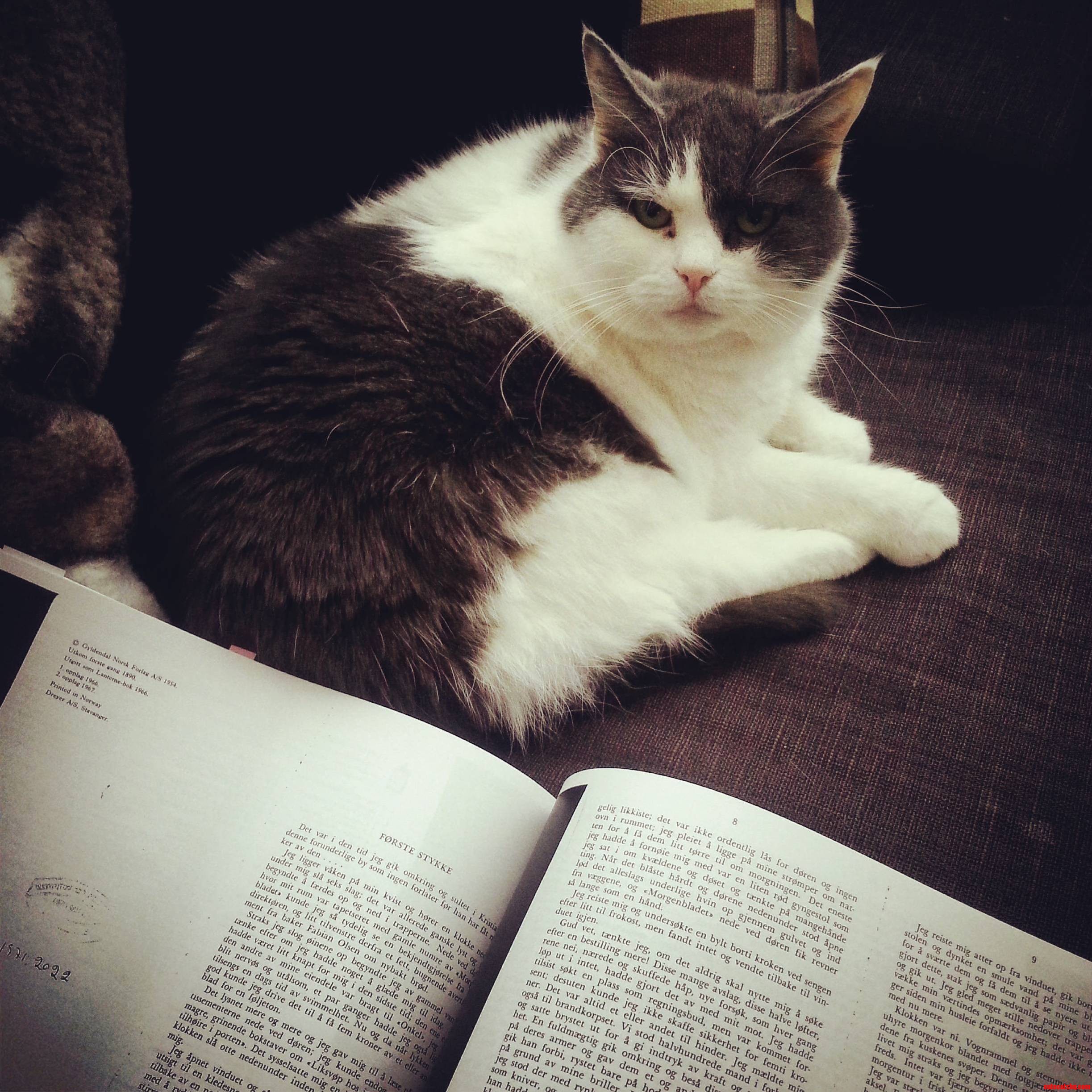 Now She Is Helping Me Do My Norwegian Homework.