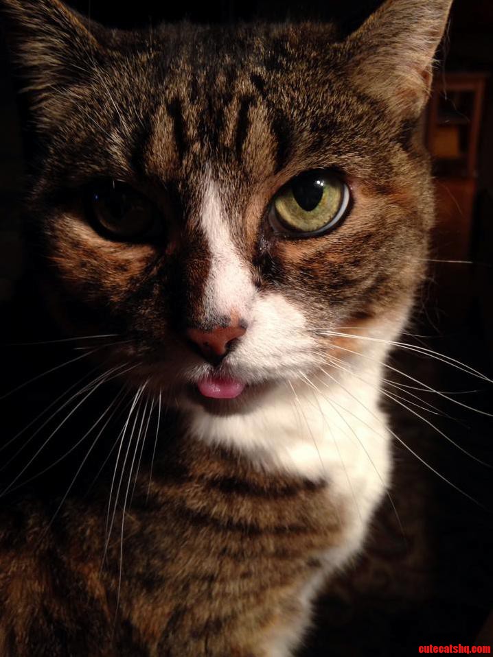 Our Family Cat Is 15 Years Old And Very Dignified